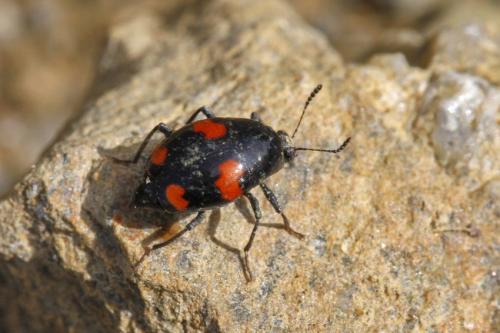 Réf. 202 552 : Scaphidium quadrimaculatum
